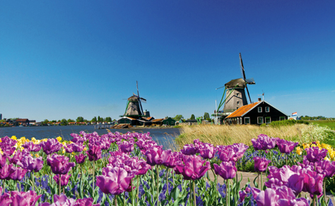 Tulips & Windmills 